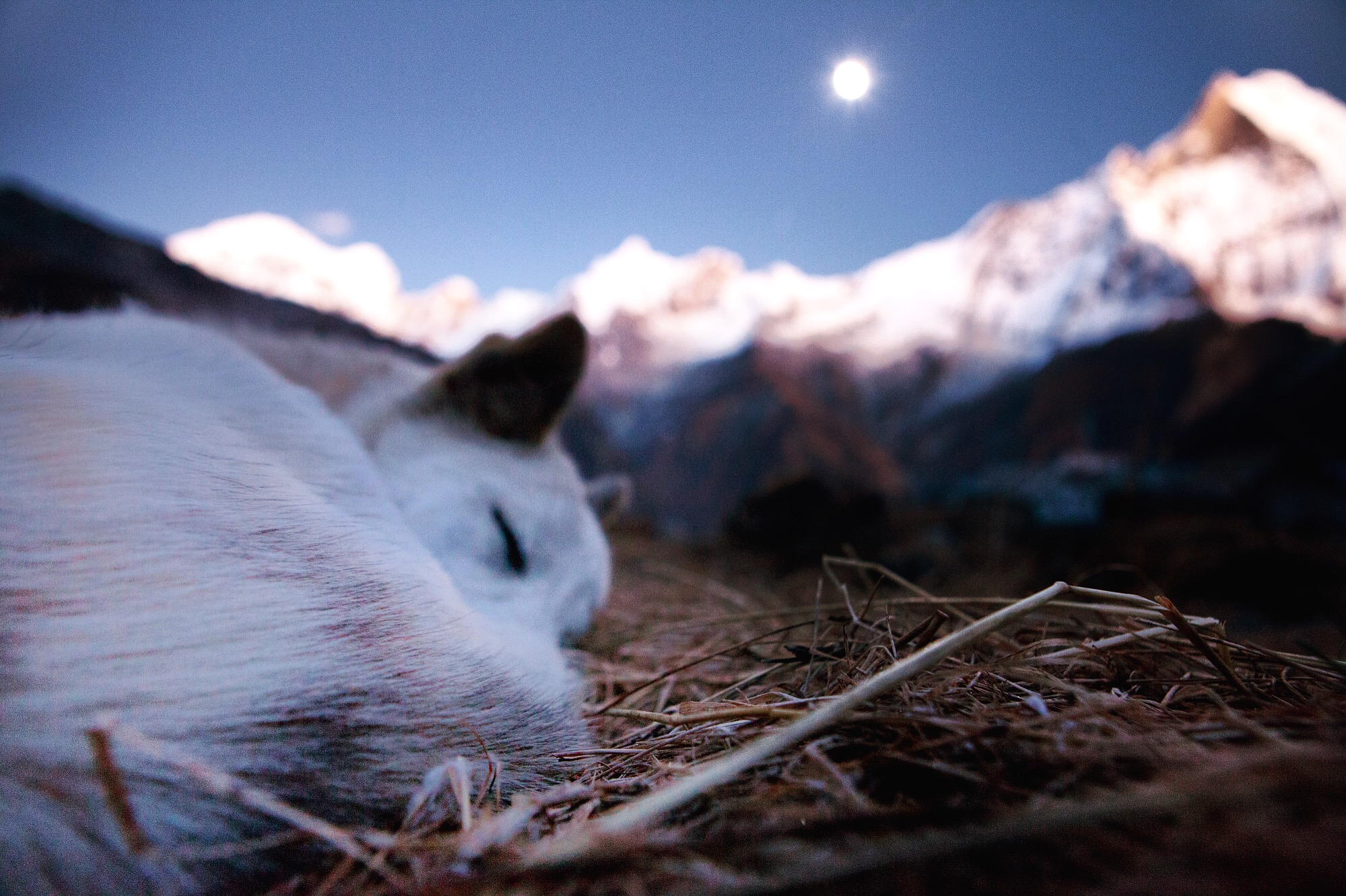 Nov 12.4, 2016 The most connected to ground I’ve felt in some time. The clouds roll into the valley ahead but don’t endure the last steps upwards, antagonized by the windchill. The moonrise illuminates this panoramic gorge. We share stillness in the rasping mantras of prayer flags behind.