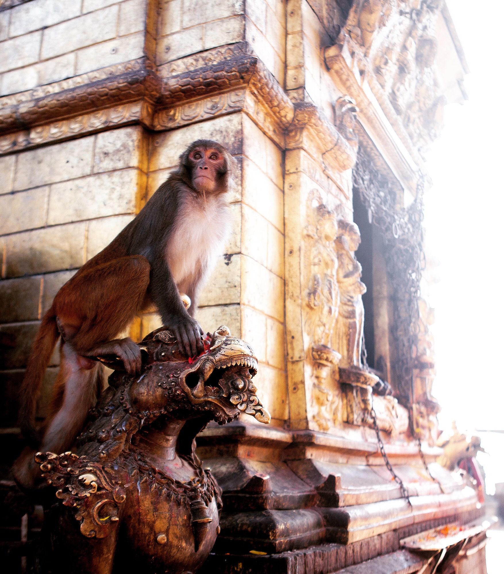 Nov 16.2, 2016 Swayambhunath is one of the most sacred Buddhist pilgrimage sites in the world. It sits central to, yet high above Kathmandu Valley. Also known as the Monkey Temple, wild macaques roam the temple grounds as holy figures, the result of endemic Buddhist mythology. This temple was wracked by the 2015 earthquakes in Nepal and the rebuild was active during our visit. The patrons both high in this temple, and of the ground, are still devastated by the natural disaster. They are also disturbed by how much history was shaken to the ground, but tell heartbreaking, personal stories of their families and livelihood being displaced from underneath.