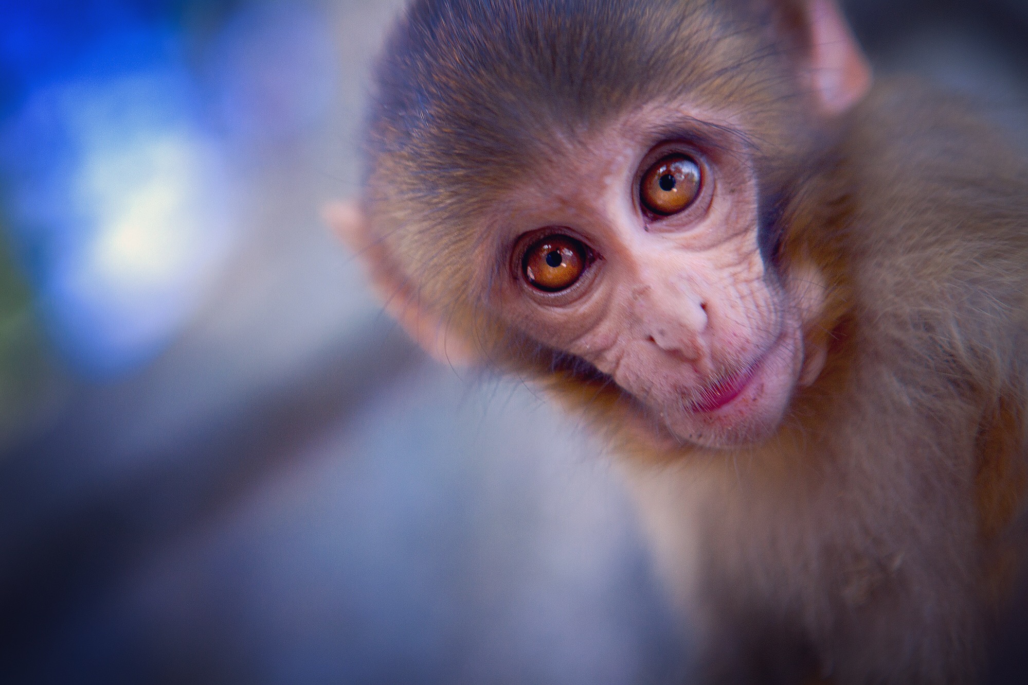 Nov 16.5, 2016 Leaving the temple there are curious eyes. Of theirs, of mine. I don't resist the urge to observe, here on the border of cement stairs and a flourishing hilltop forest. In Tibetan, the temple name translates to, "Sublime Trees". Soon, I'm too close to baby monkey, and our curious kinship is broken by the mother, who is not as privy to my presence.