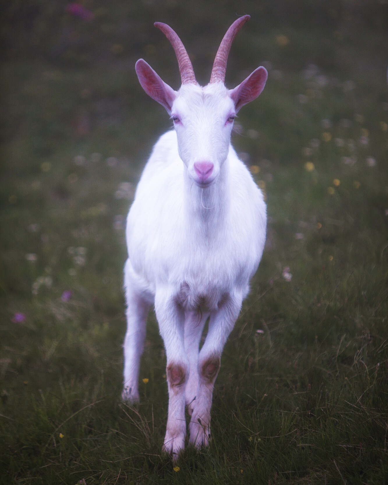 Day 3:&nbsp;Martigny, ValaisScurrying dampened grass of the hillside, she poses for a traveler near the meadows of Alp Bovine and the Rhône valley.