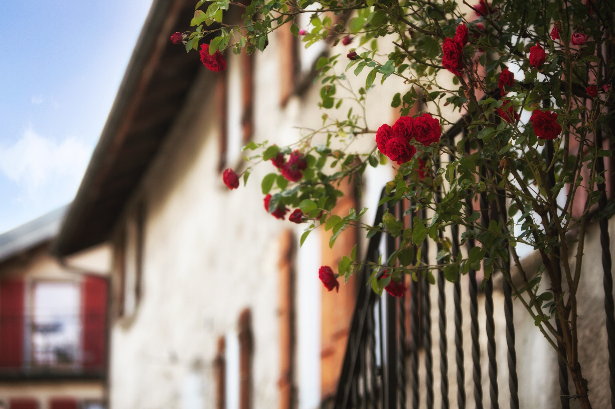 Day 3: Sembrancher, Switzerland The flowers passing Plan L'eau are endemic, enchanting. If their origin wasn't known you might think homes harbor their roots and noses shine their sun.