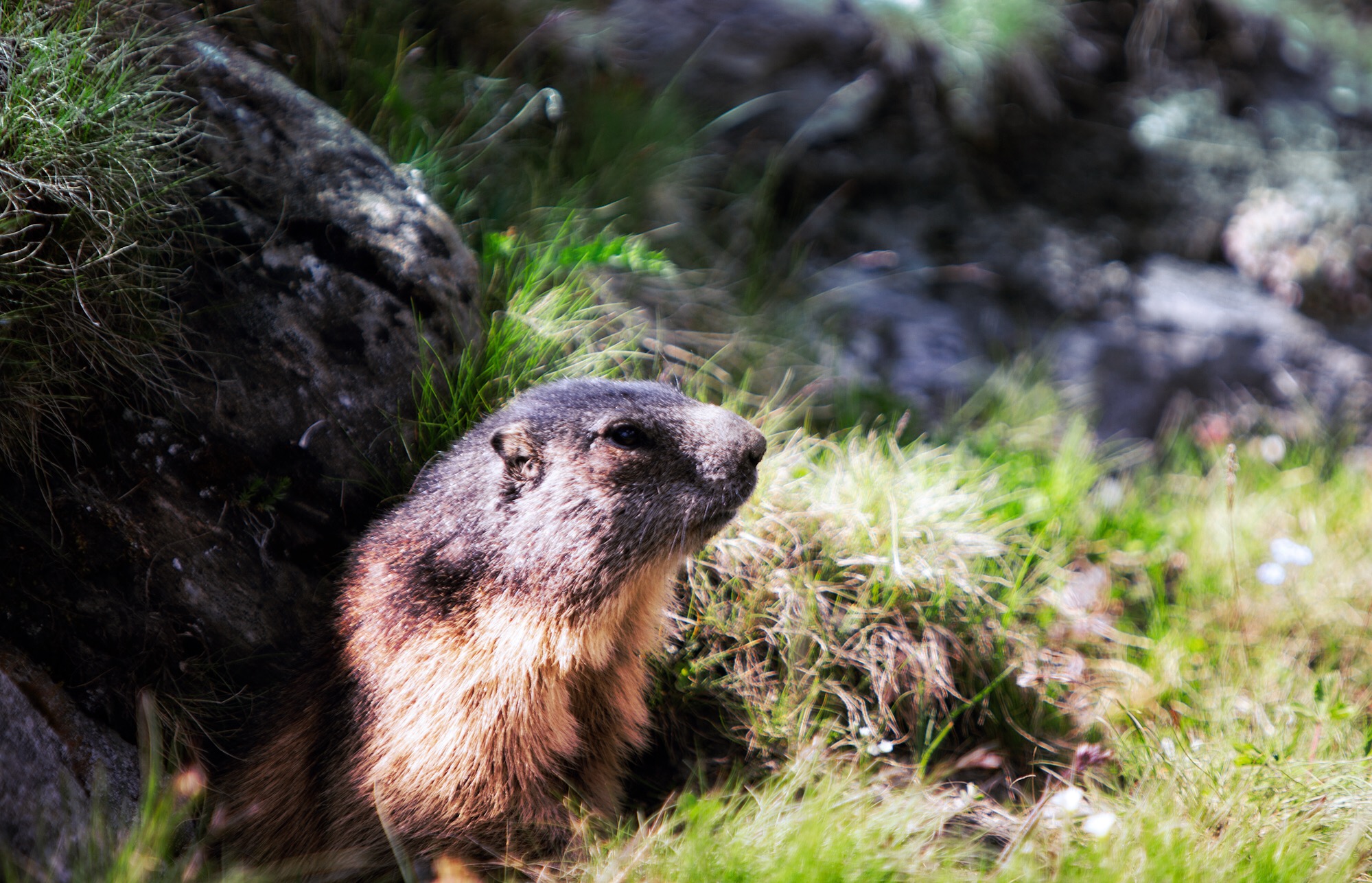 Day 5: Lac des Dix The beavers and gophers from Michigan need to talk to whoever does the PR for the Swiss marmot. Revered nearly to the extent of the ibex, these prairie animals tunnel the grasslands from one end of the Alps to the other. I'm calling hype on this waddling mountain rat.