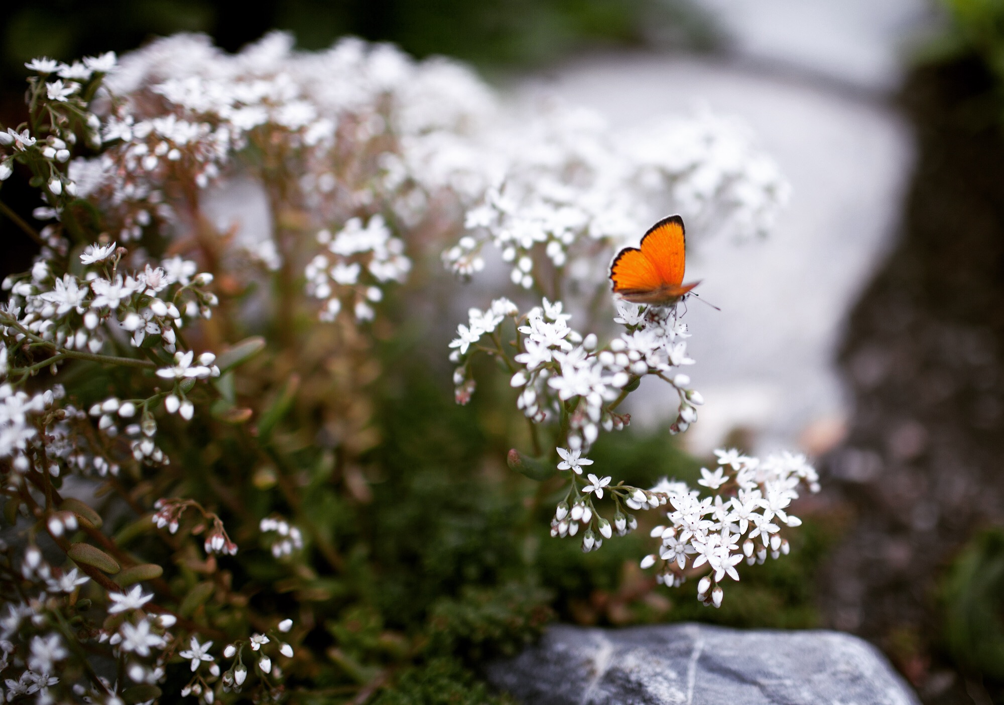 Day 9: Ricola Herb Garden / Kräutergarten Among the peppermint and lemon balm a Lycaena dispar (large copper) butterfly rests for just a frame, then vanishes rightward in thyme.