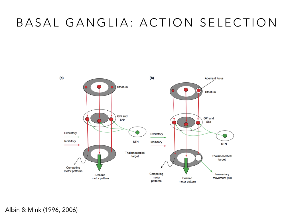 BIO222-GSI-Matt_CNS-Aspects-of-Motor-Control-II.031.jpeg