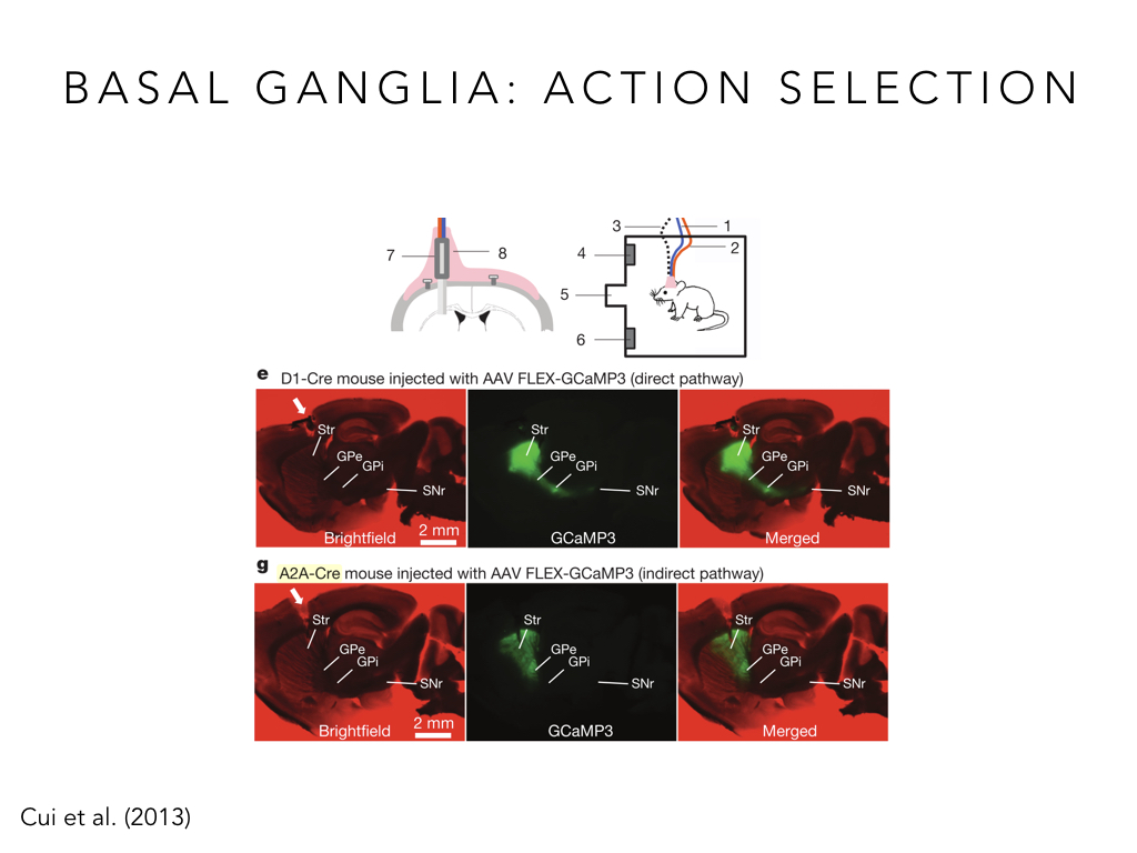 BIO222-GSI-Matt_CNS-Aspects-of-Motor-Control-II.032.jpeg