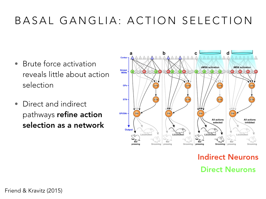BIO222-GSI-Matt_CNS-Aspects-of-Motor-Control-II.037.jpeg