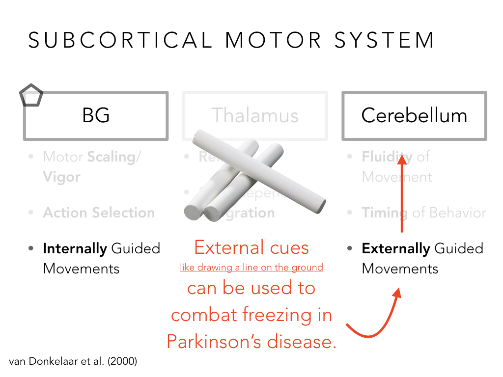 BIO222-GSI-Matt_CNS-Aspects-of-Motor-Control-II.046.jpeg