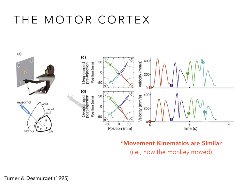 BIO222-GSI-Matt_CNS-Aspects-of-Motor-Control-II.049.jpeg