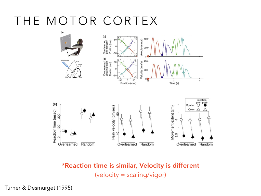 BIO222-GSI-Matt_CNS-Aspects-of-Motor-Control-II.050.jpeg