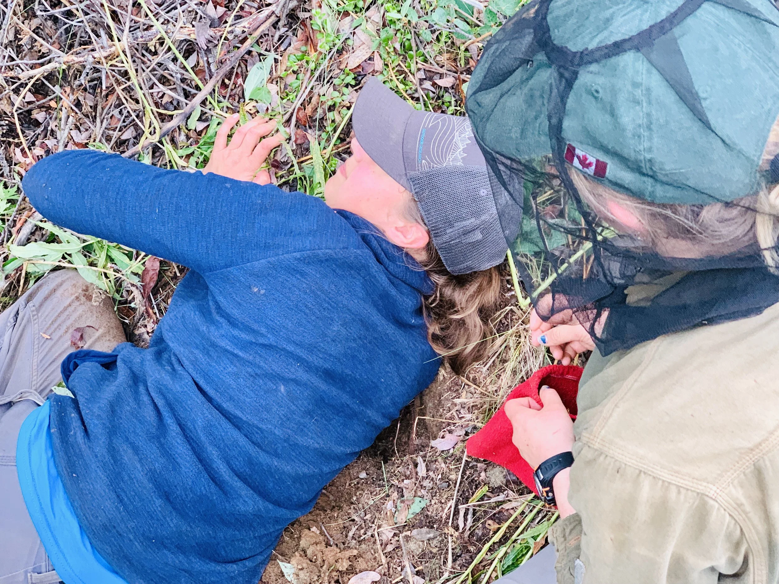 JUL 4.3 // @lindsay_millward joins us as we locate a momma squirrel in a ground nest. She ran after we stomped around a few times. Lindsay is shoulder deep looking for her pups. This year is weird—the trees are masting, which means they are producing cones, and this only happens every 4-5 years. It means the females will have enough food to nurture their offspring. It also means the males will try to kill those young so that the females will be willing to mate again. Understanding how food availability affects offspring survival and augments behavior are some of the questions researchers are answering.