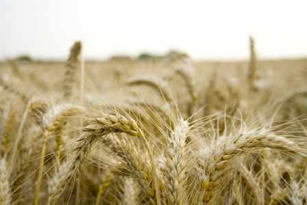 wheat-field-1177791-1598x1065.jpg