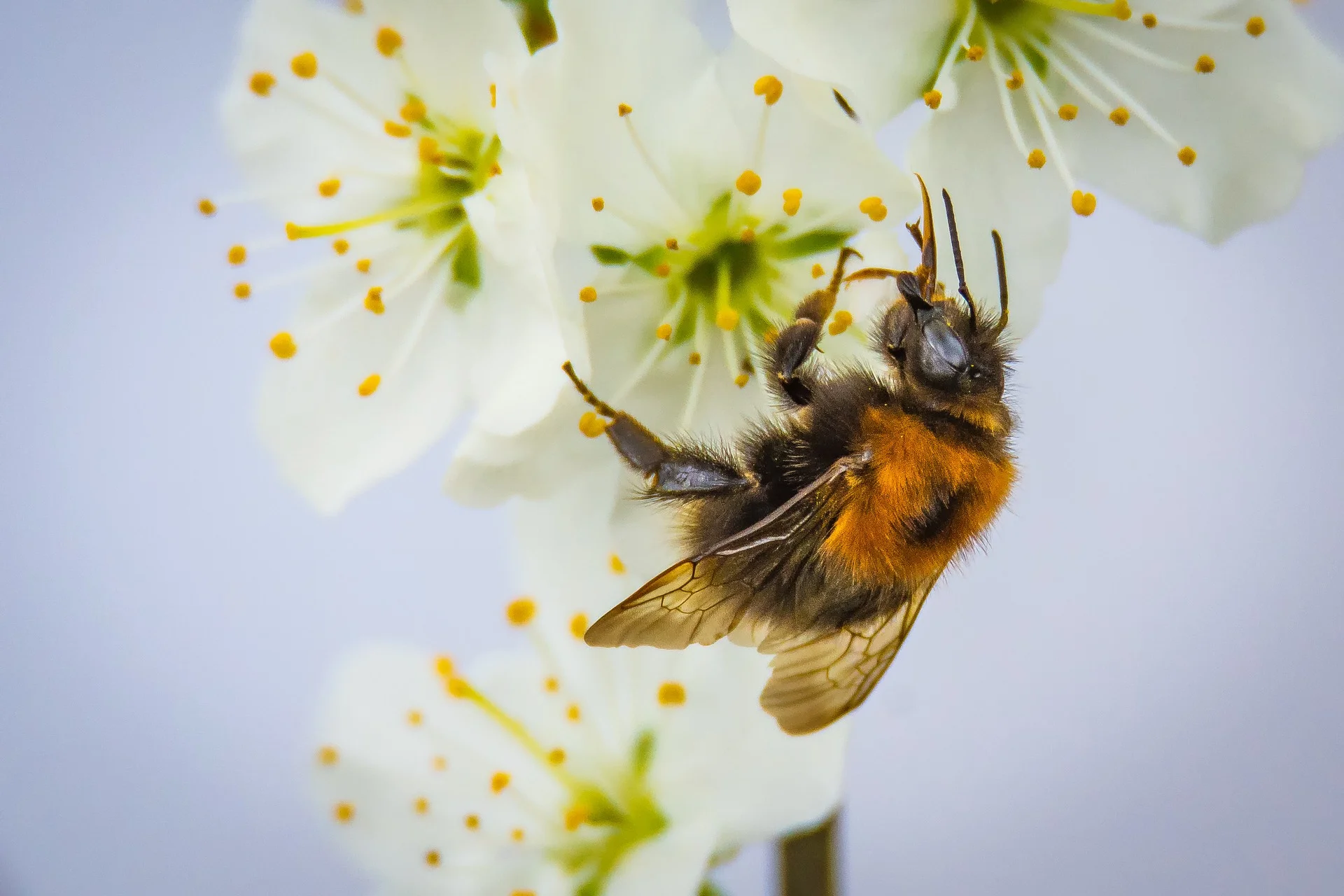 polination bee.jpg