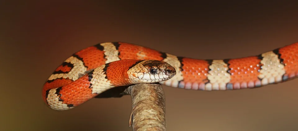 king-snake-502263_960_720.jpg