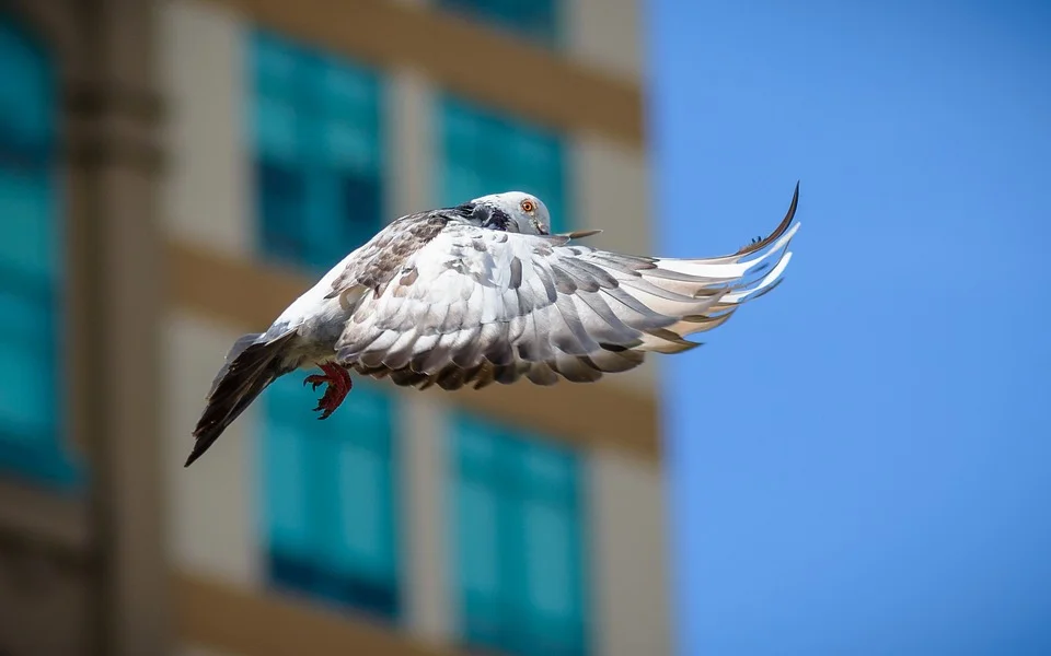 dove.jpg