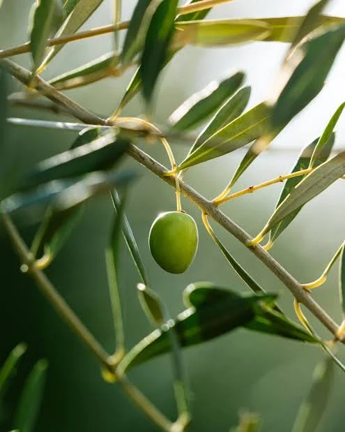 olive on tree.jpeg
