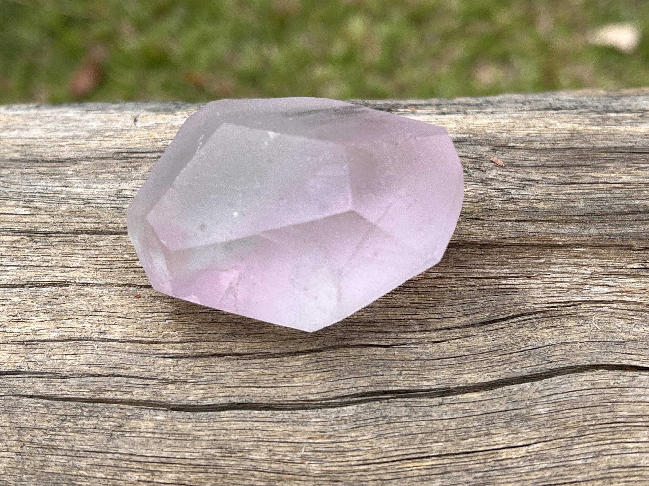 Auric Shield anadara pink.JPG