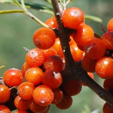 Sea buckthorn.jpg