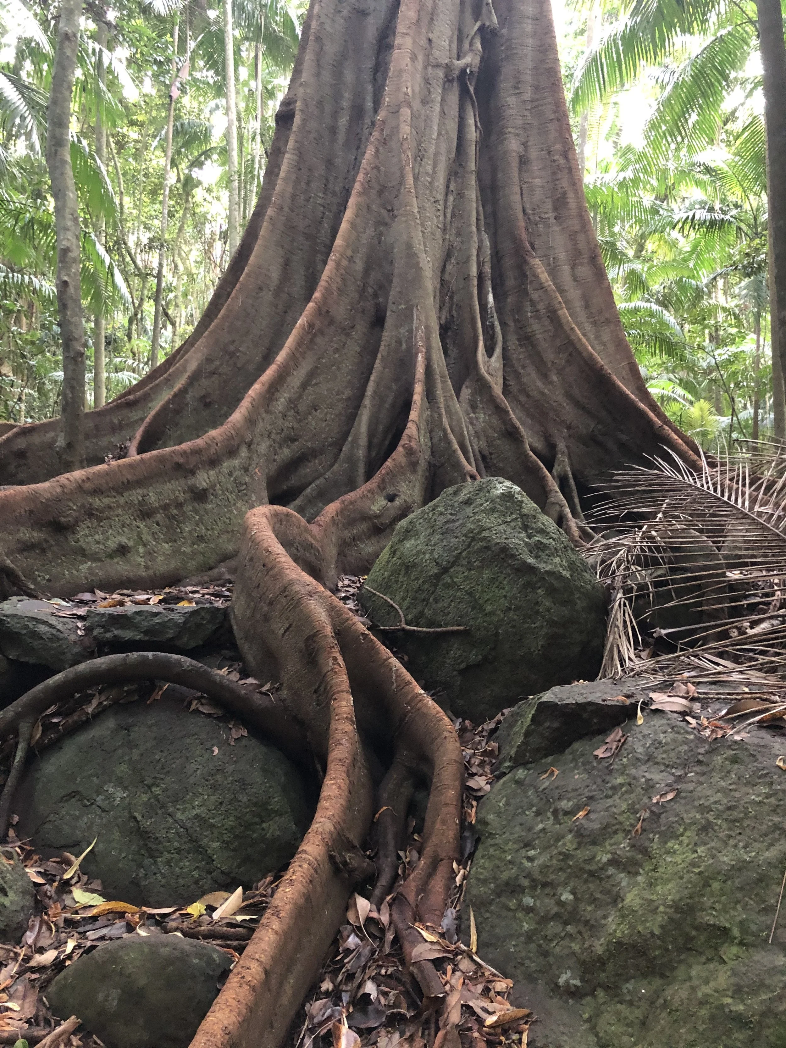 springbrook fig 4.jpg