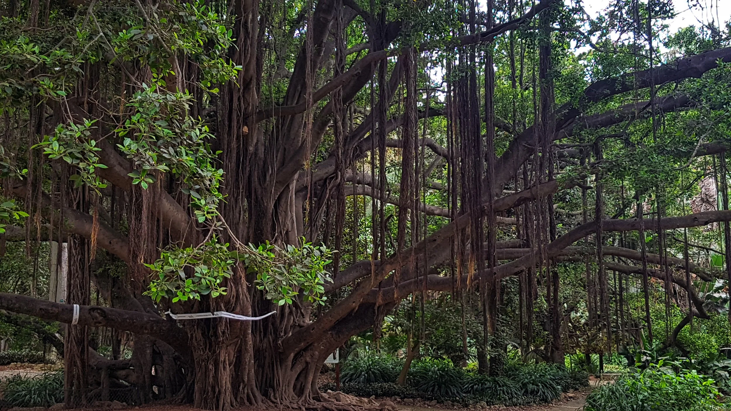 Copy of ihcene_the_algventurous_ALGERIA.jpeg