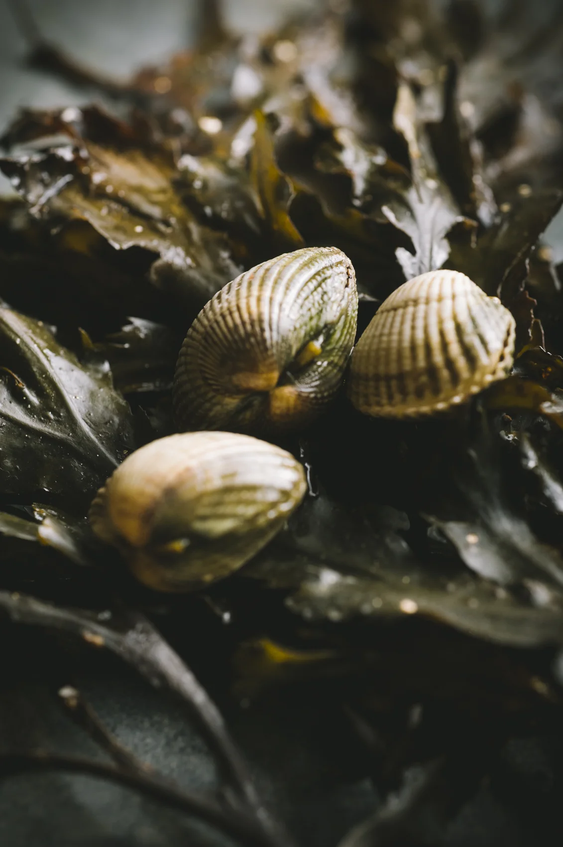 Fresh clams on seaweeds