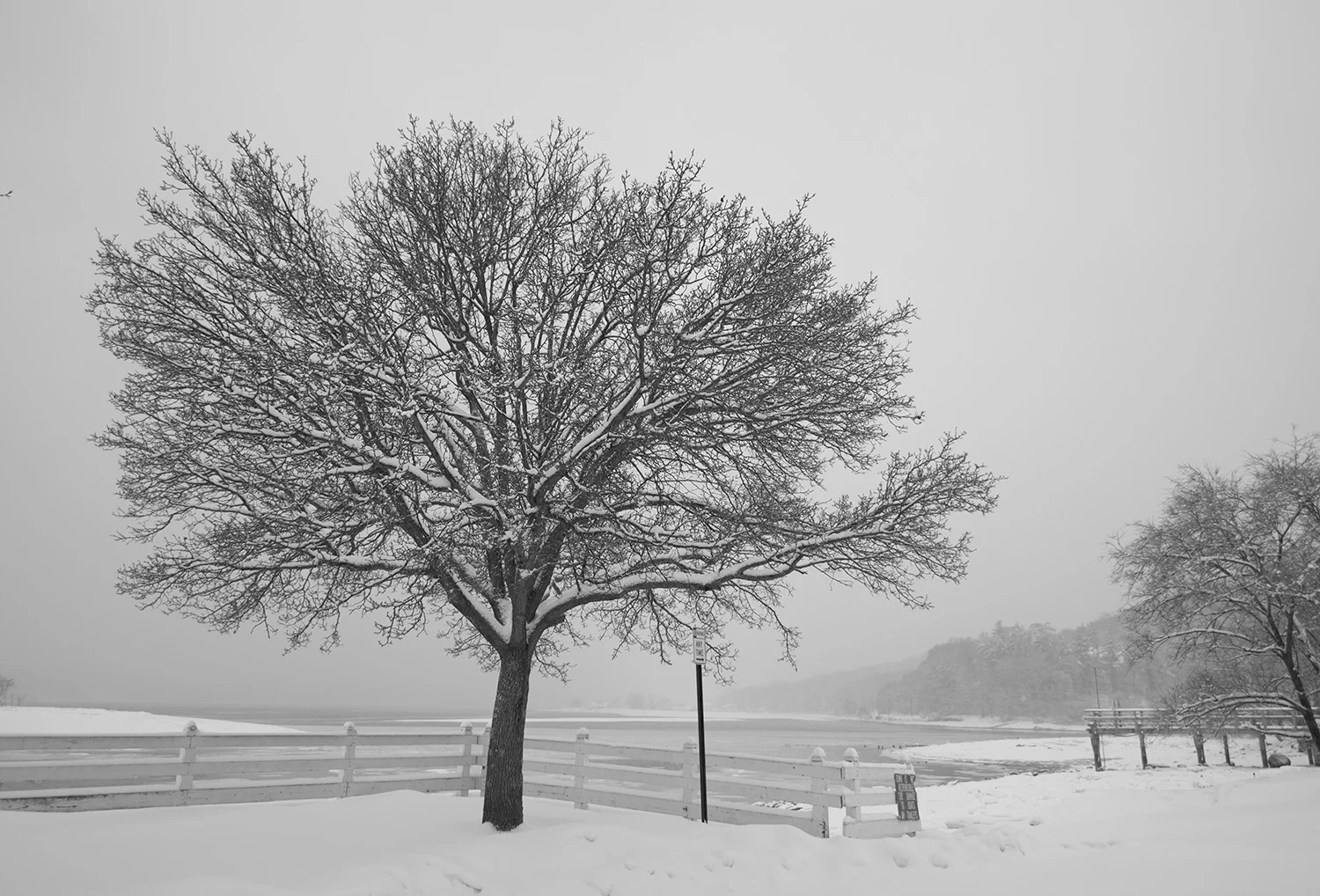 cshsnowtreeweb.jpg