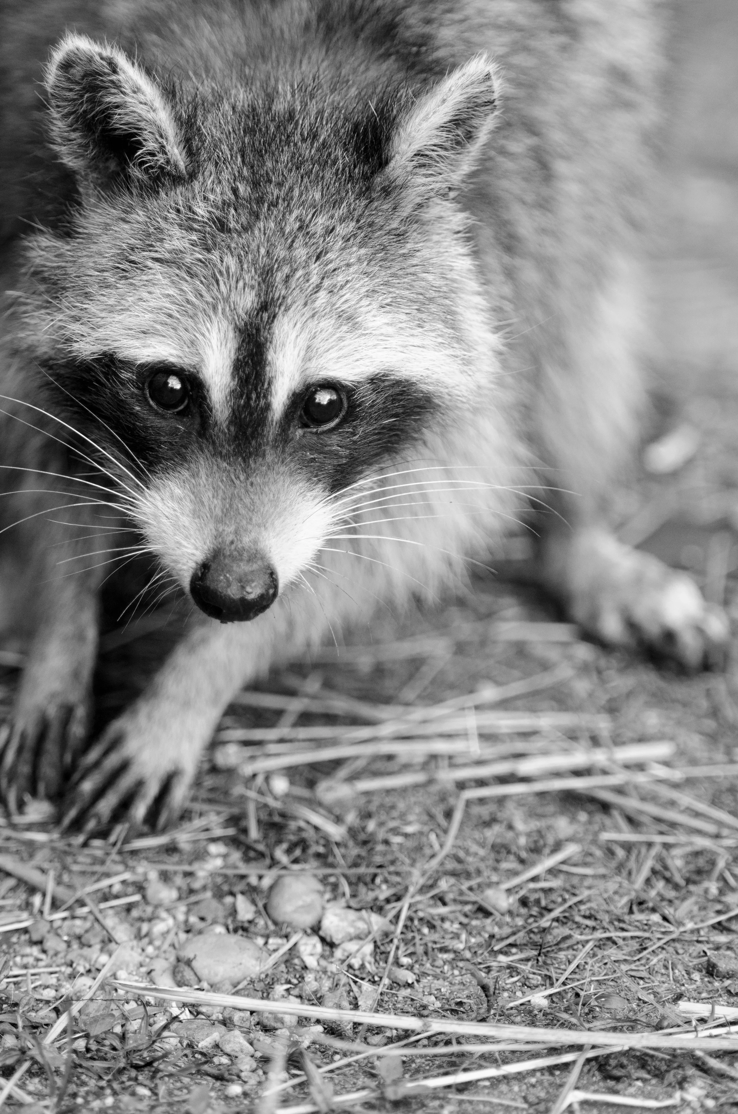 racoonweb.jpg
