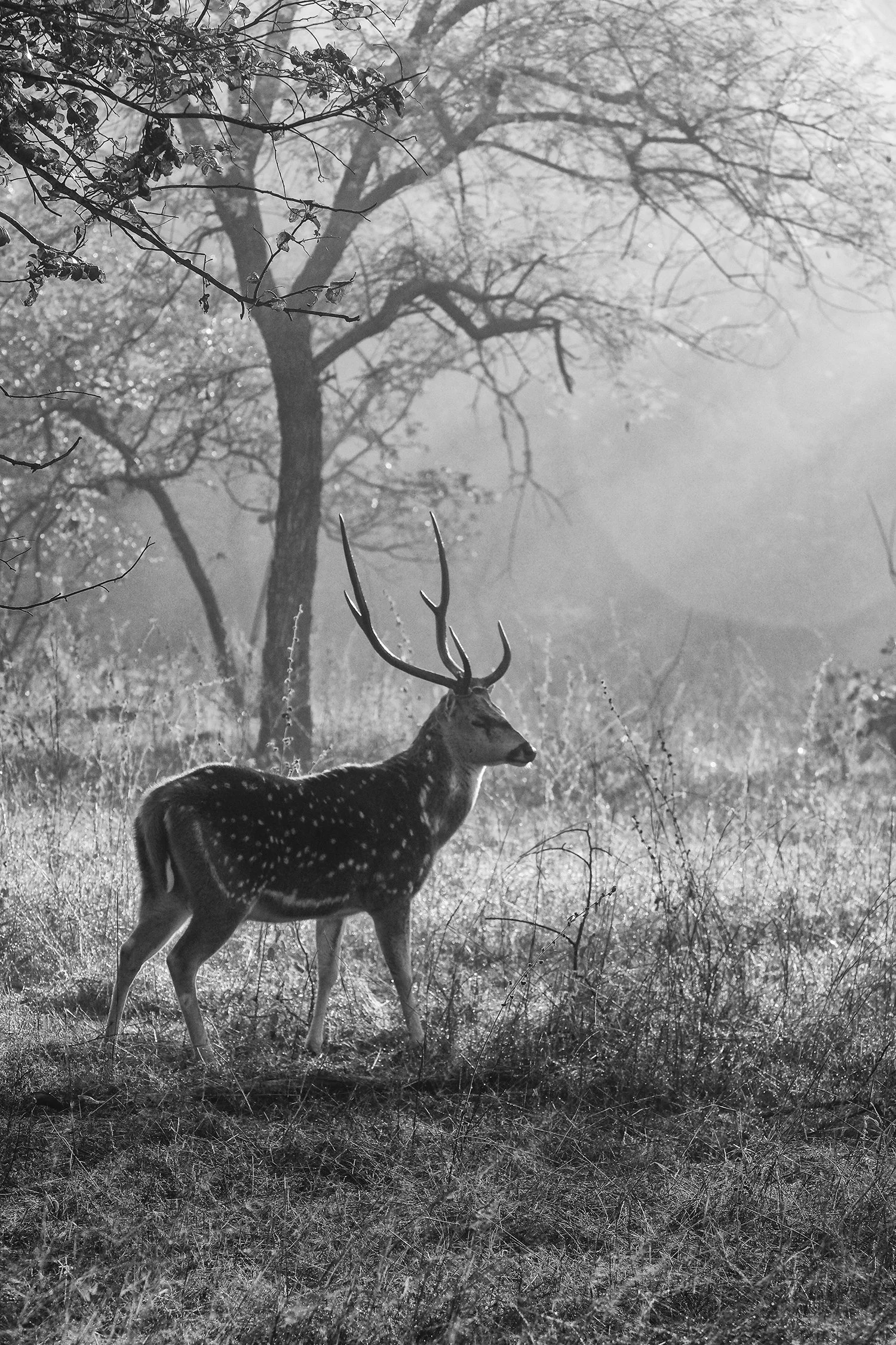 DSCF5018-web.jpg