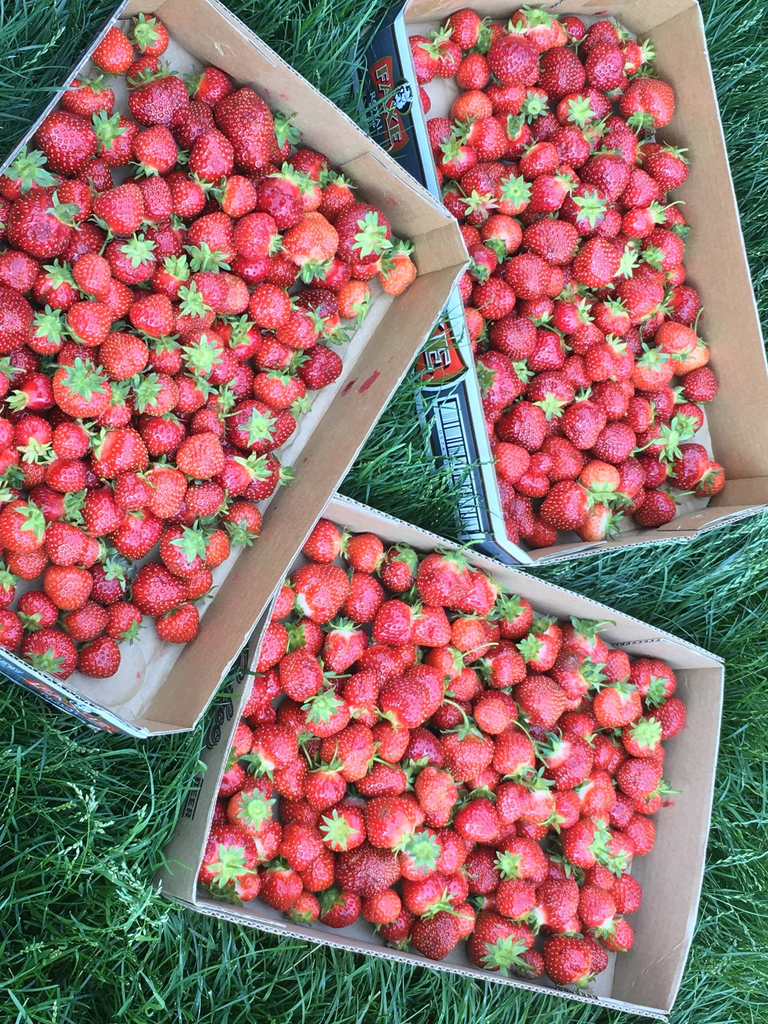 Strawberry Fields Forever 