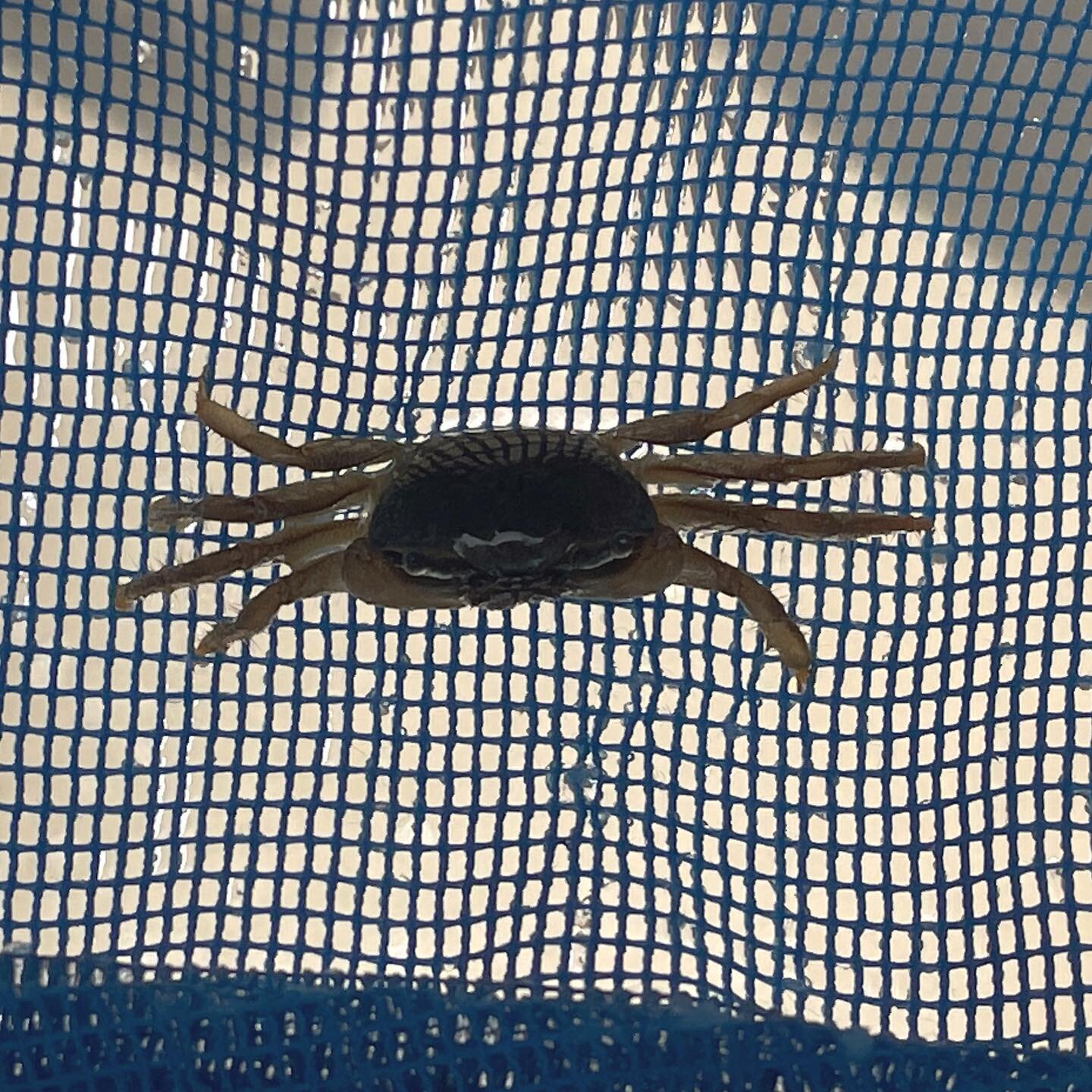 Someone decided the bay wasn&rsquo;t as much fun as the pool. 

#poolparty #crabs #virginiabeach #familyvacation #familytrip #tzelltravels