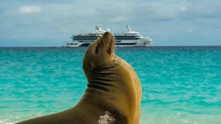 🌴🌊 Discover the breathtaking beauty of the Galapagos Islands! This tropical paradise offers pristine beaches, crystal-clear turquoise waters, and incredible wildlife encounters. Calling all nature lovers seeking adventure and relaxation. 🌞🐢

Read