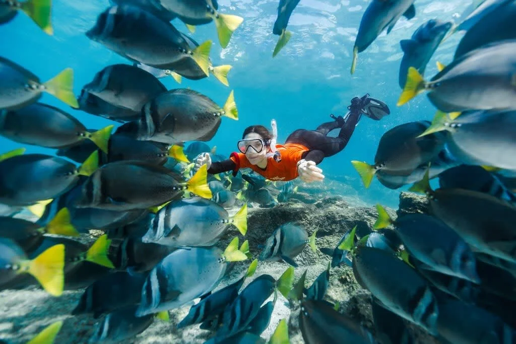 Dive into the wonders of the Gal&aacute;pagos with National Geographic-Lindblad Expeditions&mdash;where snorkeling is included and every outing reveals a vibrant underwater world teeming with marine life 🐠

With nearly 50 years of experience explori