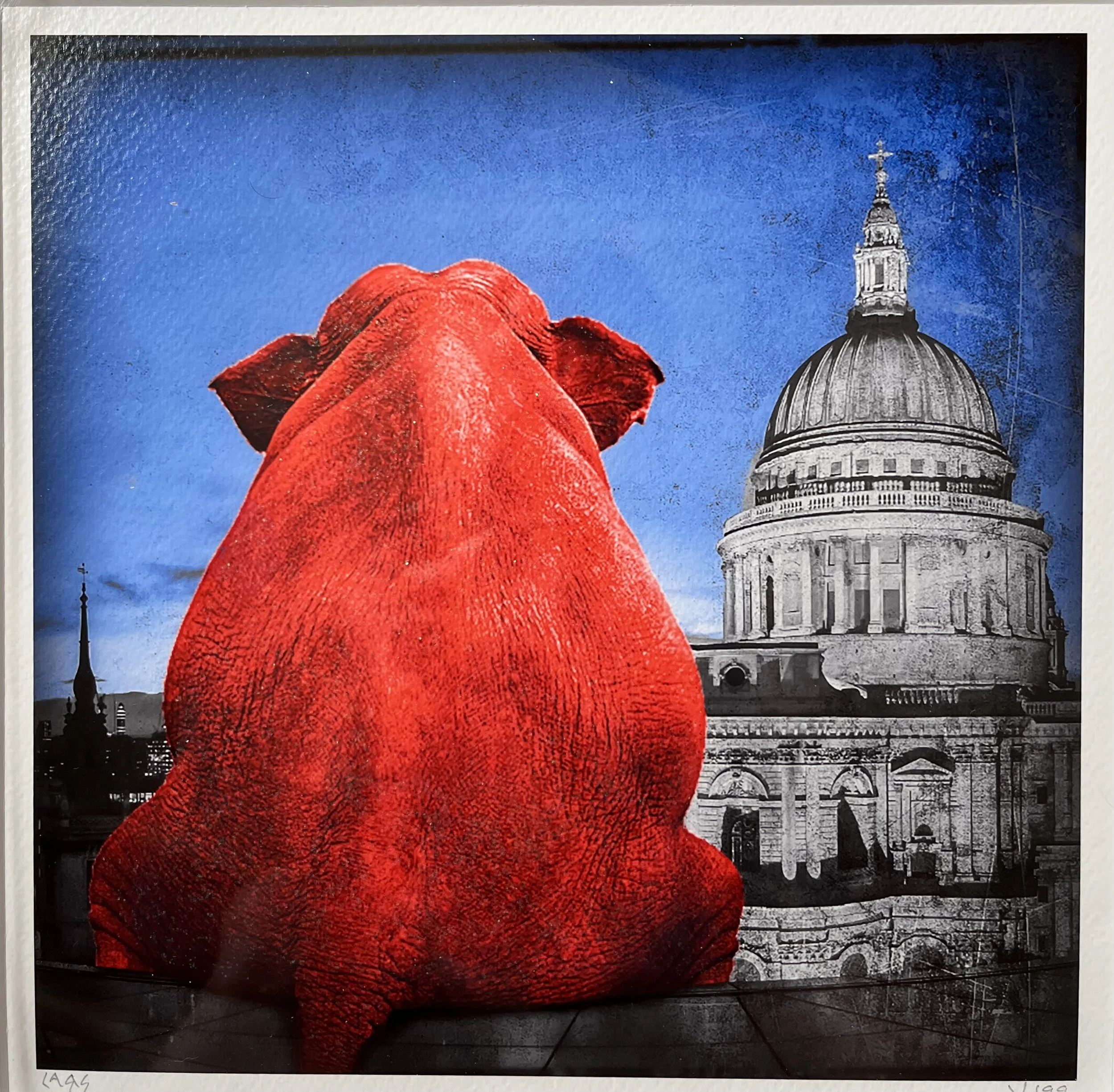 Rygg av röd elefant.jpg