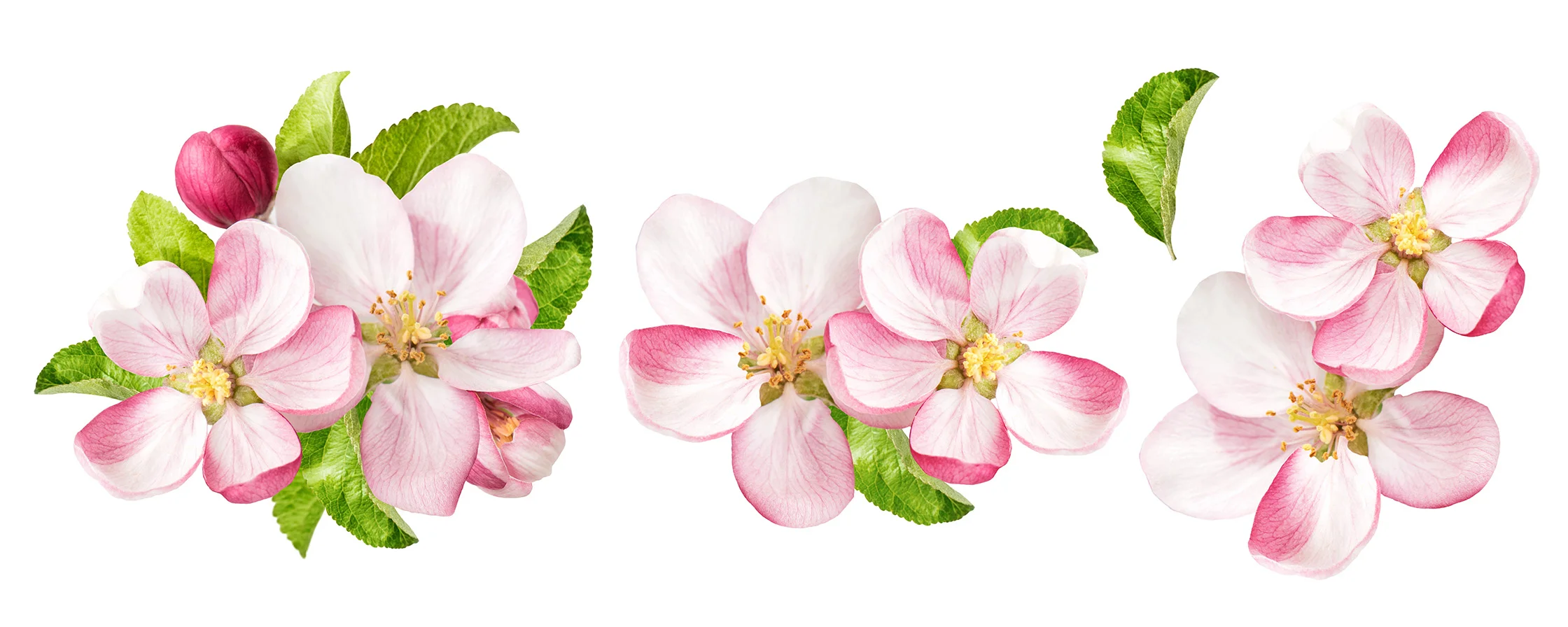 PinkDogwood.jpg