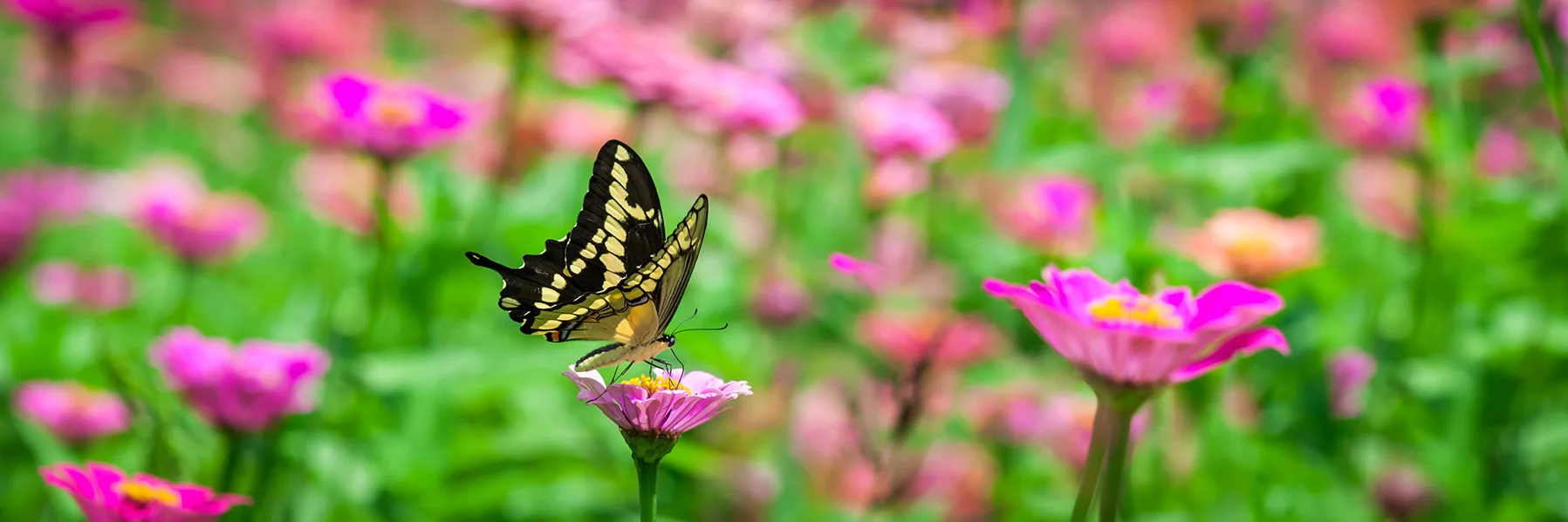 ButterflyFlowers_web.jpg