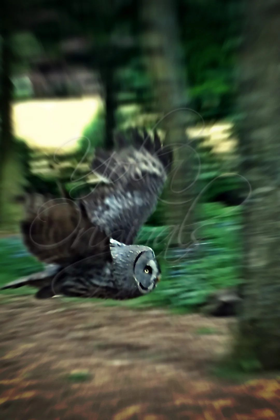 in-flight.jpg