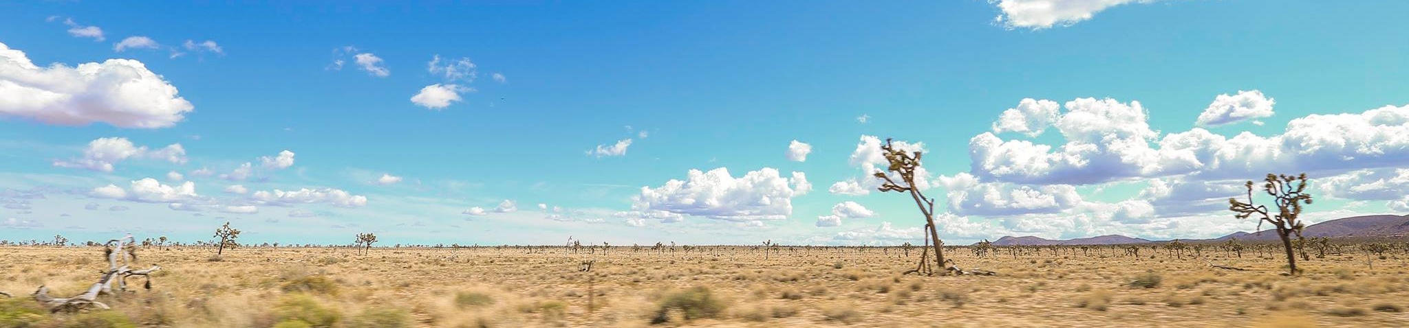 "The two most important days of your life are the day you are born, and the day you find out why." -- Mark Twain Joshua Tree National Park | May 2016
