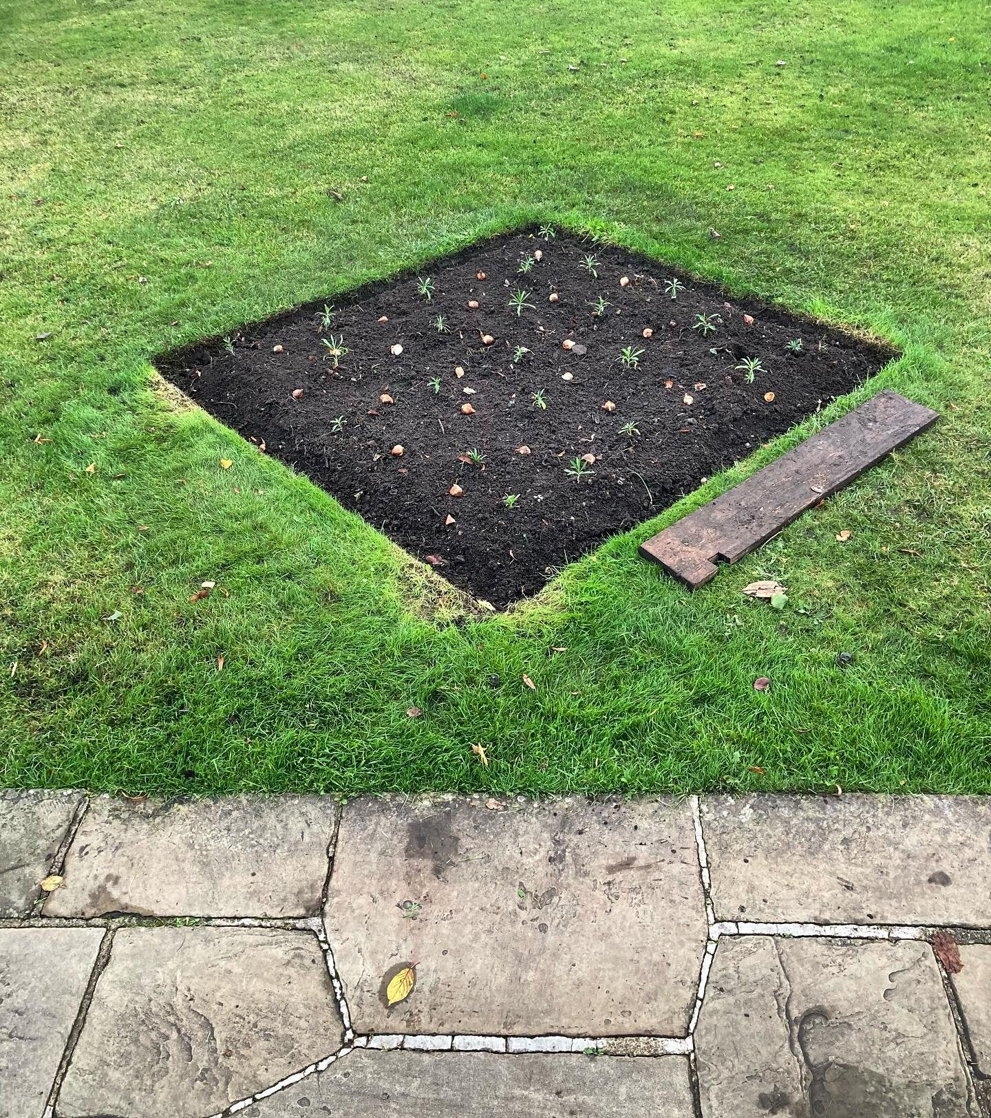 This week at Canterbury Cathedral Gardens @cburycathedral, we transplanted wallflowers (sown in February, planted out in the Deanery stock beds in May), forget-me-nots, and teasles into the Friends Garden, Memorial Garden, and some of the Precinct be