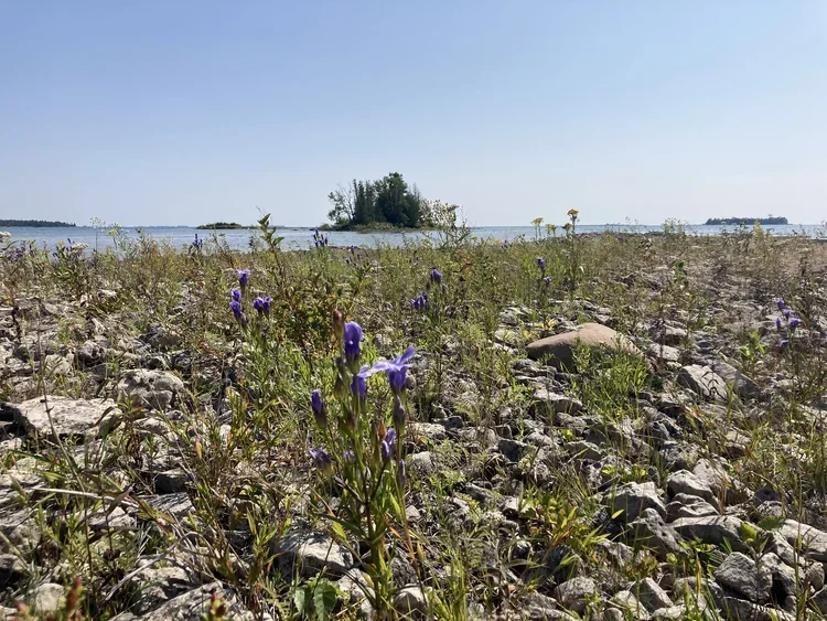 Ecological Botany: Alvar Adaptations in Canada & Scotland