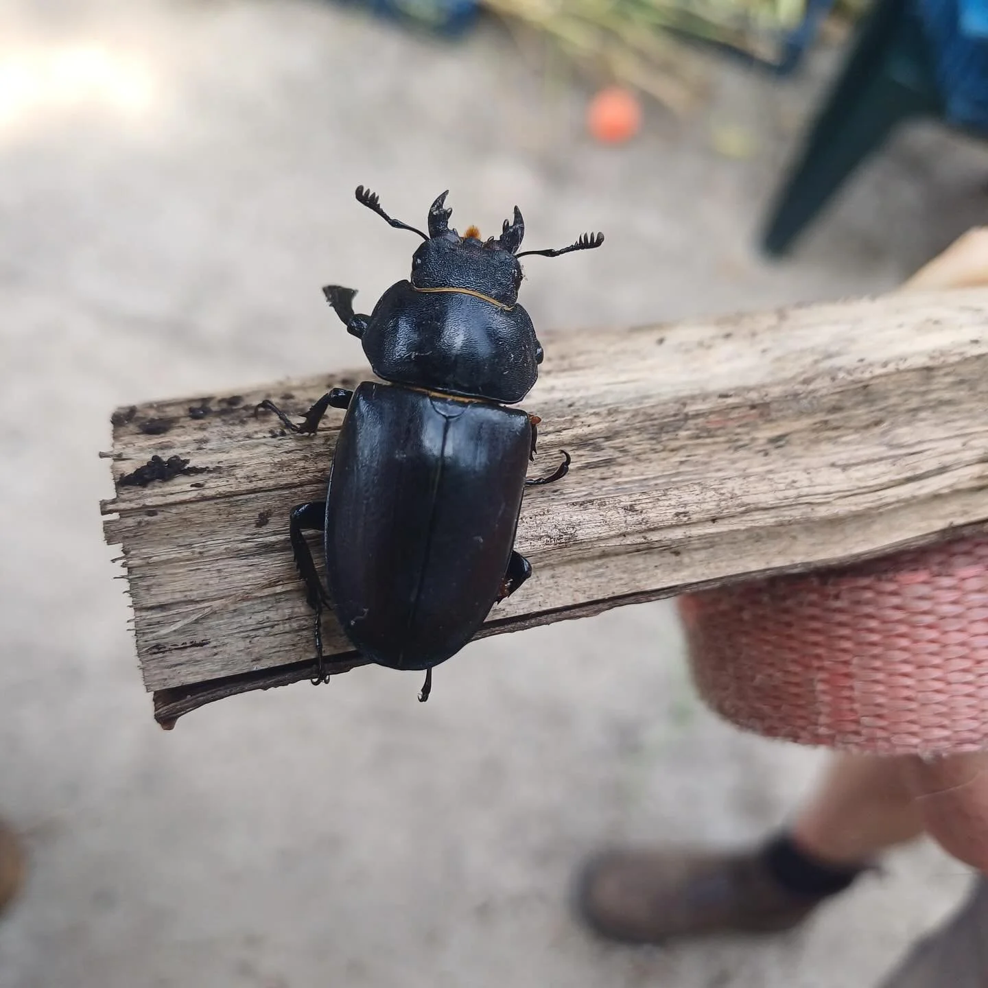 Summer Stags 🪲

We spotted over 10 stag beetles this year in the Canterbury Cathedral Gardens, including this third instar larva (!), an excellent sign for our ecosystem. Can you tell the greater stag beetles (Lucanus cervus) from the lesser stag be