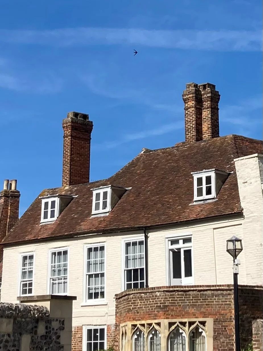Summer Swifts 🐧

We had a lot of fun trying to figure out where all the breeding swifts were nesting on site, and finally found a couple nests! We&rsquo;ve also installed some swift boxes this year to try to help out, as many traditional swift nesti
