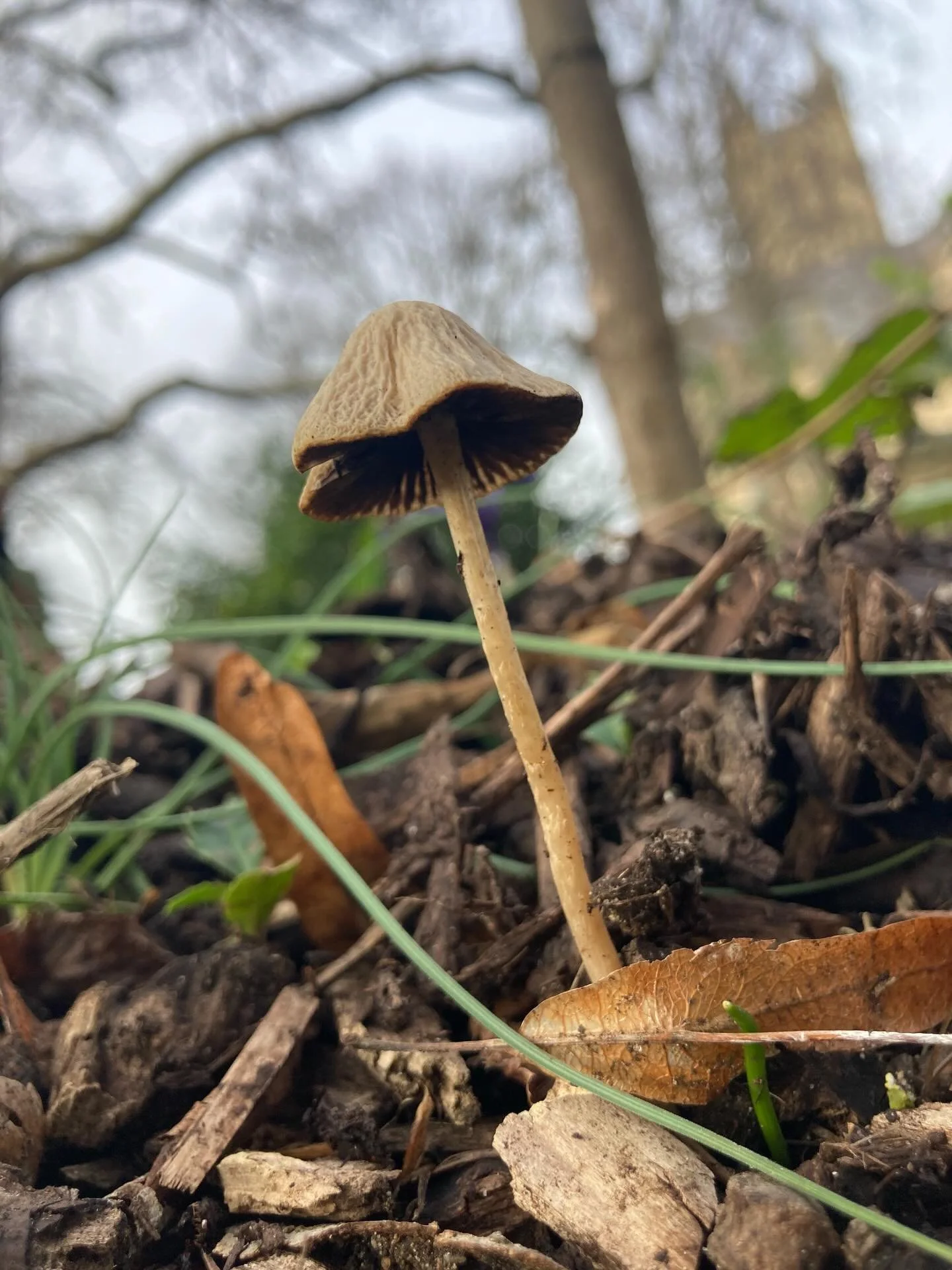 Winter ecology at Canterbury Cathedral Gardens 🐸 

Hellebores lifting their heads, moss softening the stone
Quiet work, slow observation, signs of spring threading through