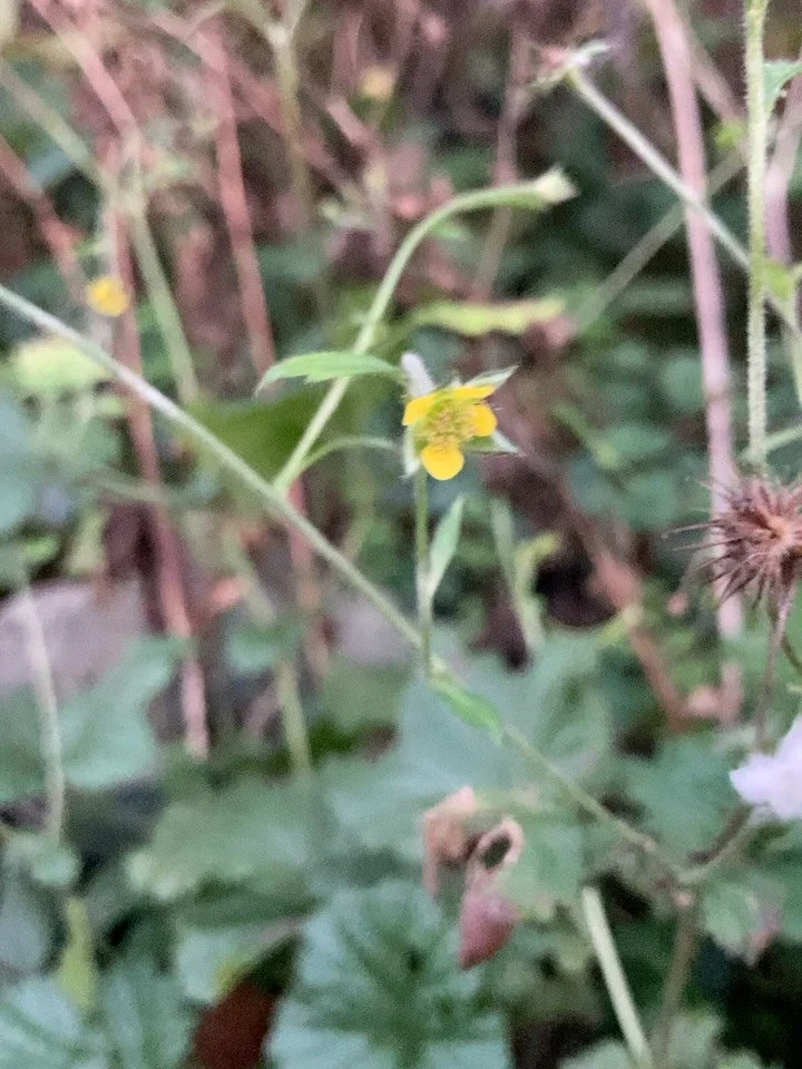 BSBI New Year Plant Hunt 🎆 

Earlier this winter, we took part in the Botanical Society of Britain &amp; Ireland&rsquo;s annual New Year Plant Hunt&mdash;a simple but powerful (and quite exciting!) citizen science project recording wild and naturali