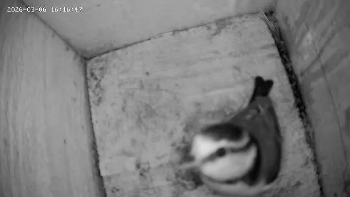 As part of our biodiversity work at the Cathedral, we have a number of nest boxes across the gardens. This year, we added a camera to one of the blue tit boxes (made from old shed shingles) beside our tea room&mdash;and within hours of installation o