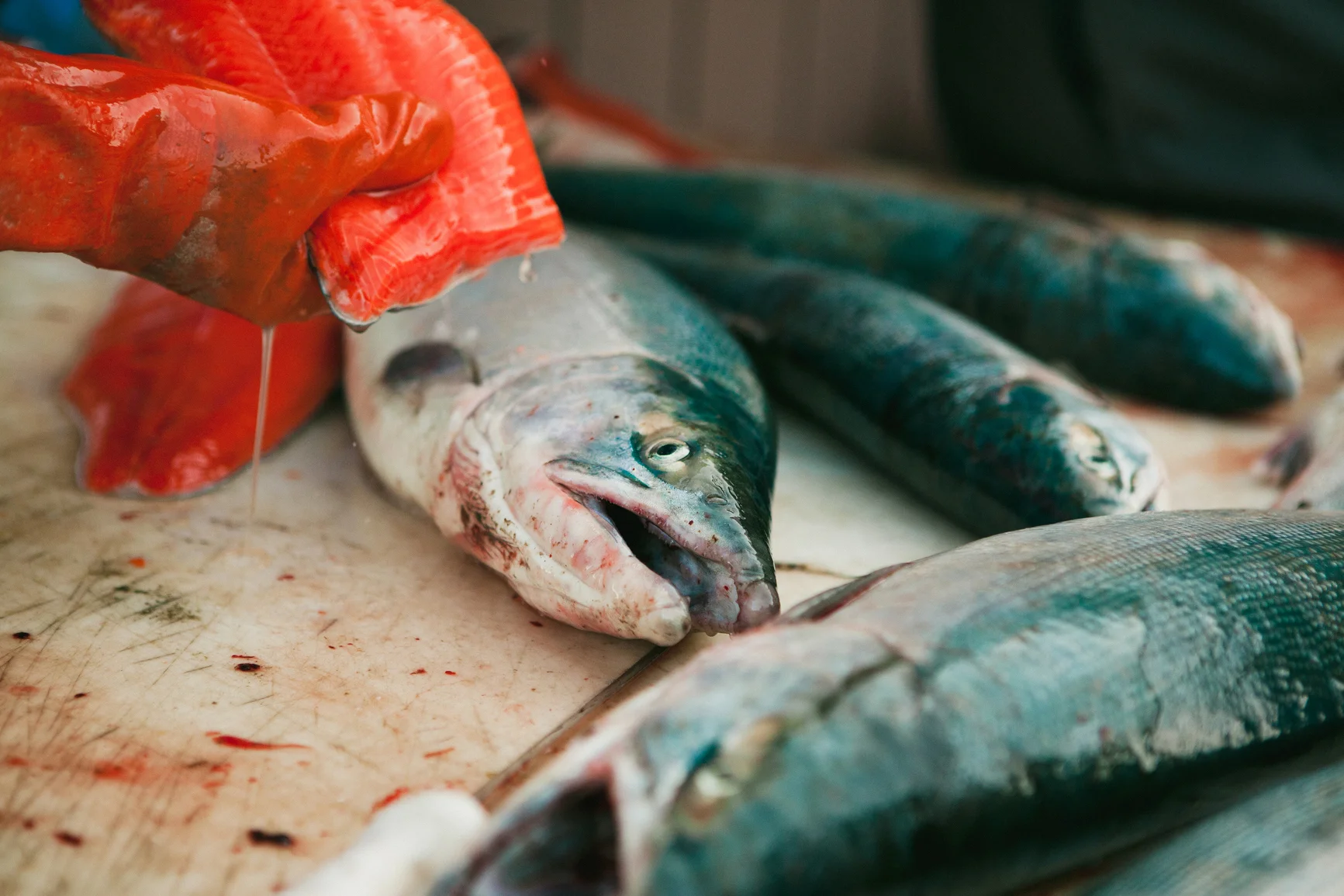 salmon.jpg
