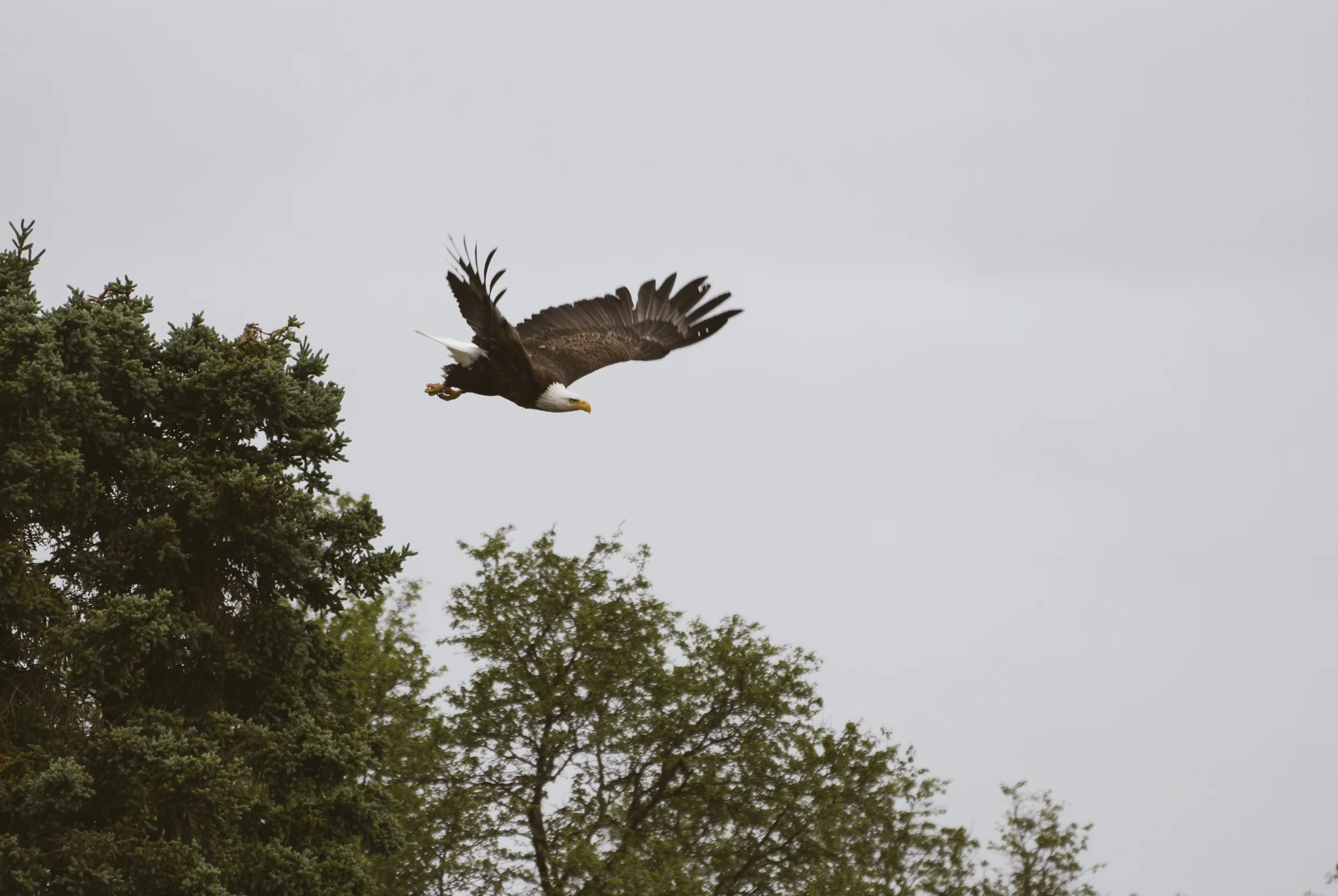 eagle.jpg