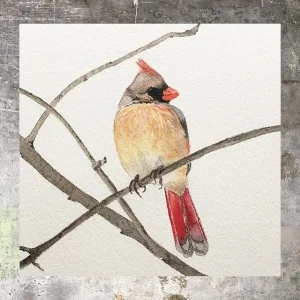 Cardinal - 5 x 5 on 140# Arches watercolor. Part of the 5 x 5 series. Available for purchase. $45 Found in my shop.