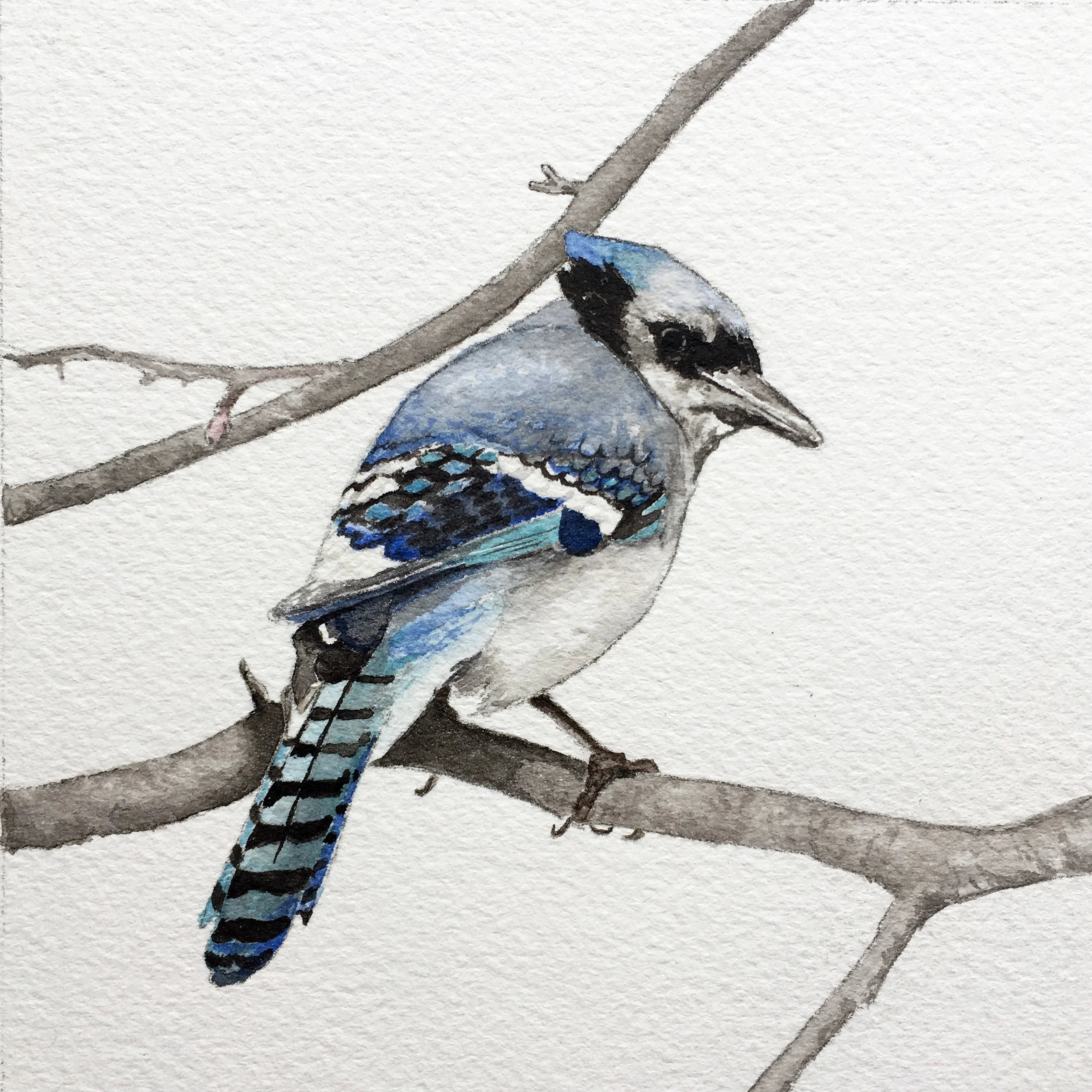 bluejay.jpg