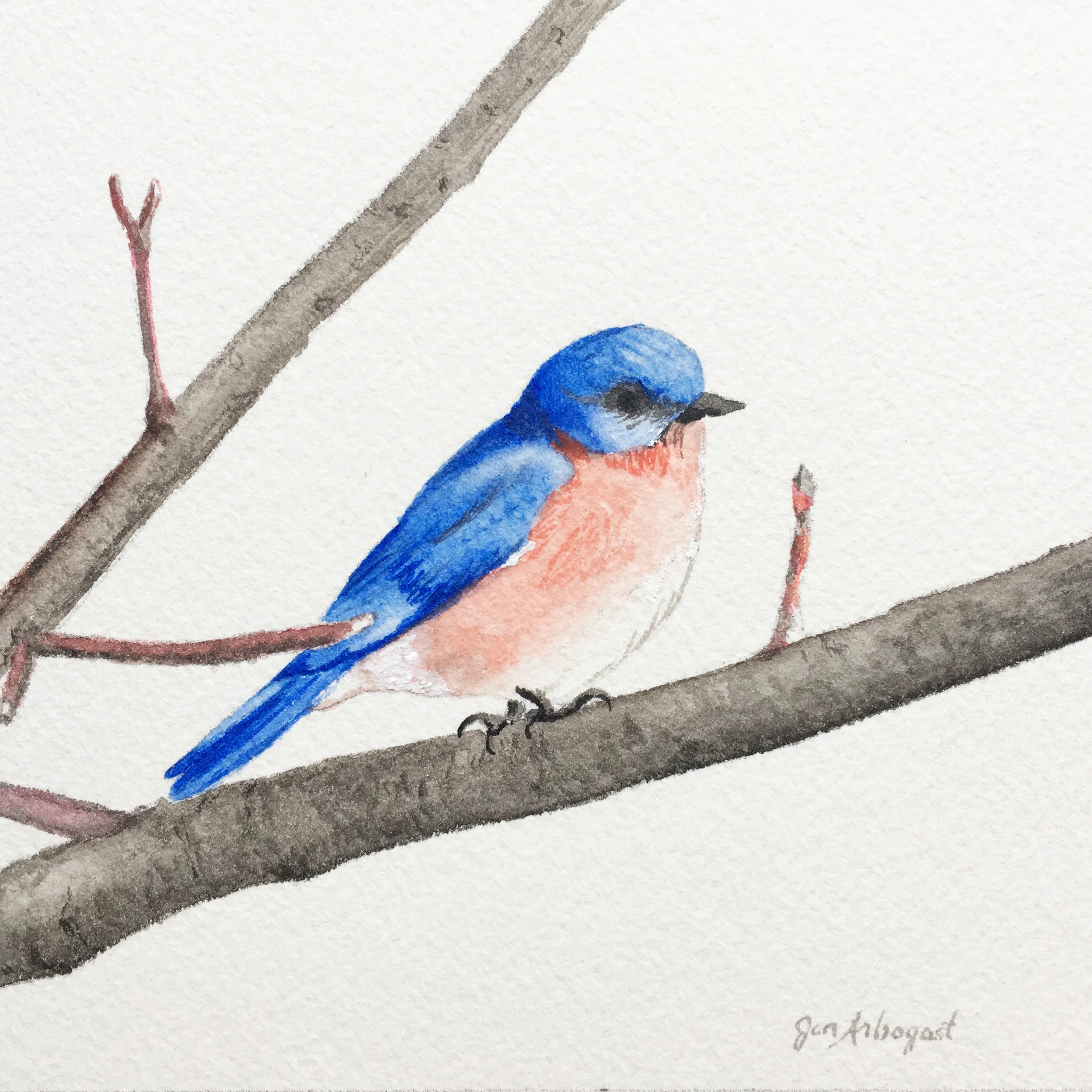 2018bluebird5x5.jpg