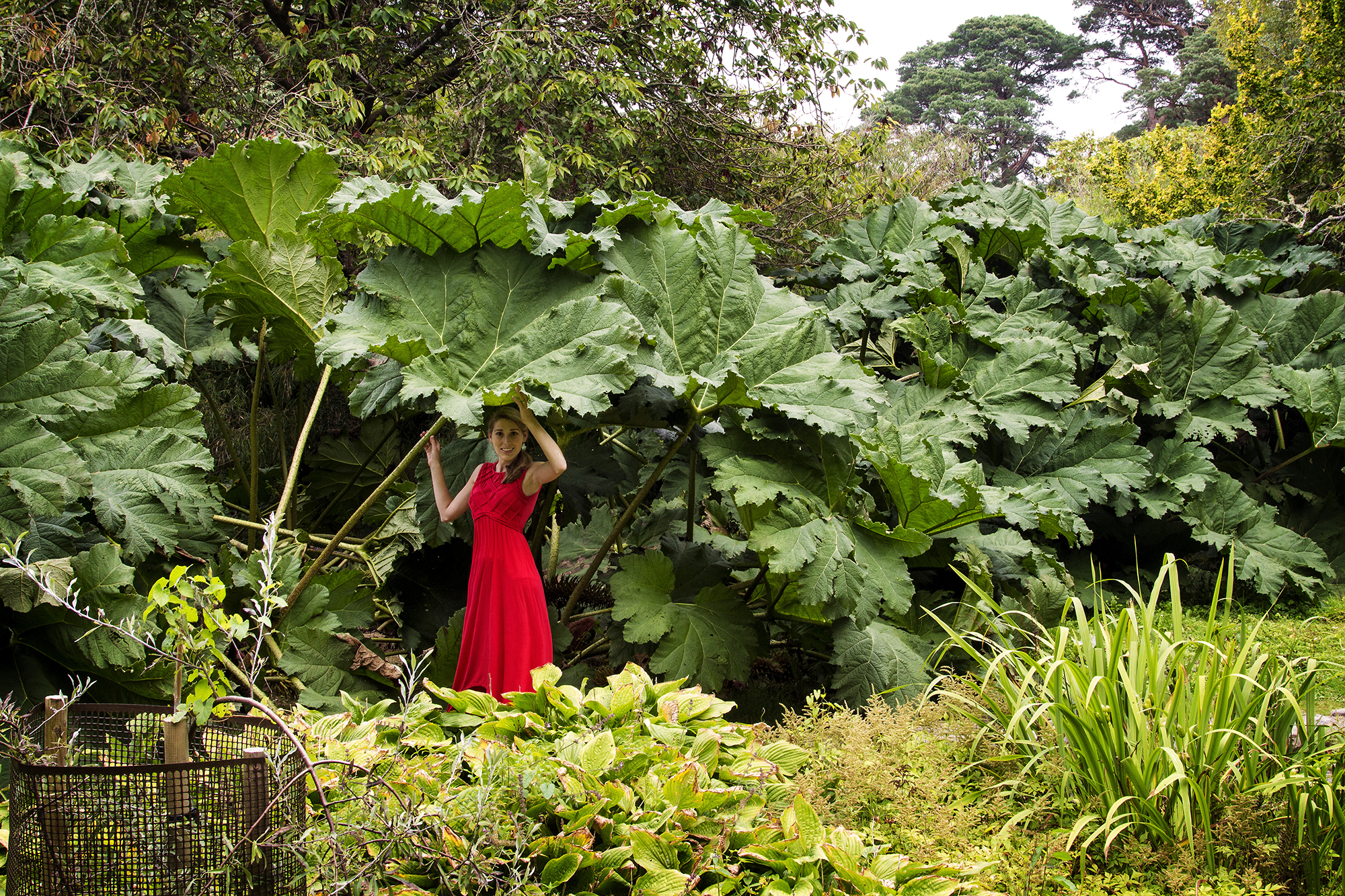 Ireland144_giantplant_m_small.jpg
