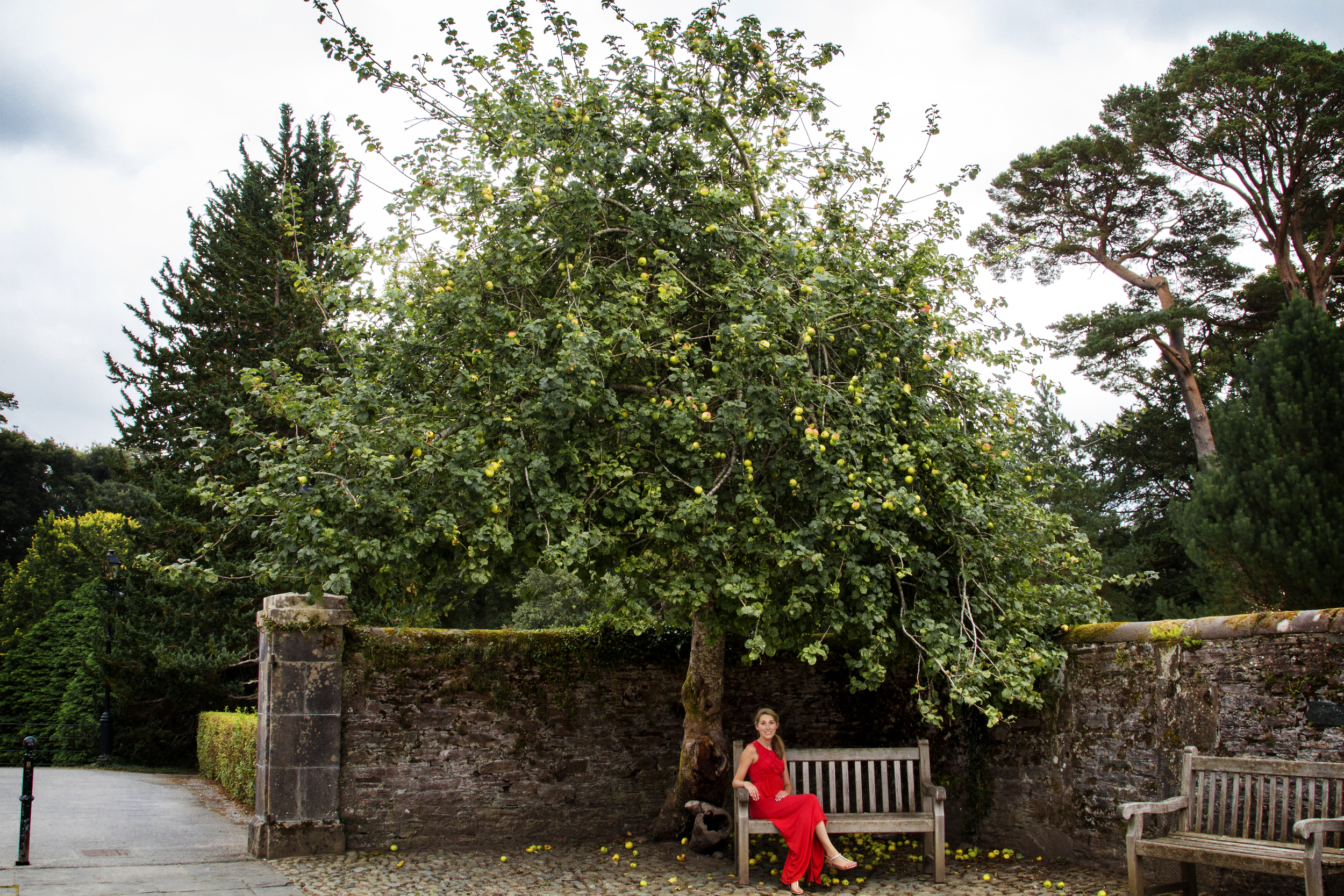 Ireland150_apples_m.jpg
